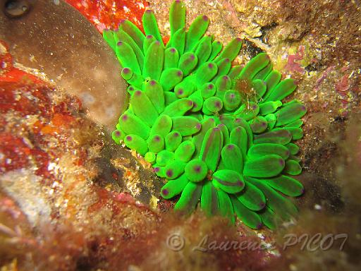 anémone charnue - Cribrinopsis crassa.JPG - une anémone charnue, observez la bien elle cache parfois un petit crustacé